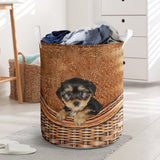 Morkie - Rattan - LB