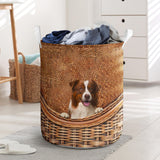 Border Collie 02 - Rattan - LB