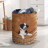 Border Collie - Rattan - LB