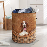 Welsh Springer Spaniel - Rattan - LB