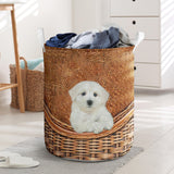 Maltipoo - Rattan - LB