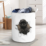 Cavapoo - Tornpaper - LB