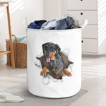 Beauceron - Tornpaper - LB