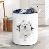 American Eskimo - Tornpaper - LB