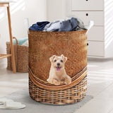 Norfolk Terrier - Rattan - LB