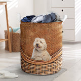 Australian Labradoodle - Rattan - LB