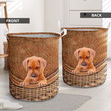 Rhodesian Ridgeback - Rattan - LB