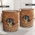 Morkie - Rattan - LB