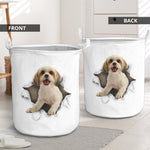 Cavachon - Tornpaper - LB