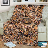 Yorkshire Terrier - Blanket - 1366