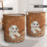 Cavachon - Rattan - LB