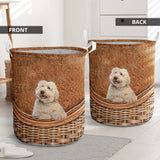 Australian Labradoodle - Rattan - LB