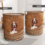 Welsh Springer Spaniel - Rattan - LB