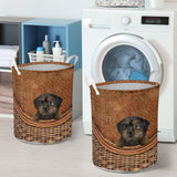 Yorkiepoo - Rattan - LB